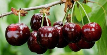 France bans imports of cherries produced with dimethoate