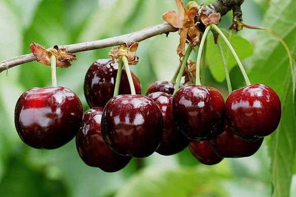France bans imports of cherries produced with dimethoate