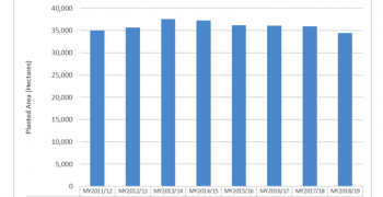 Chilean apple exports down 5% after difficult winter