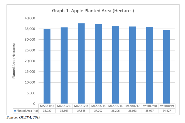 Chilean apple exports down 5% after difficult winter