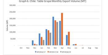 Chilean table grape production falls along with exports