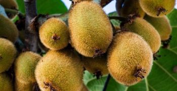 Chile’s kiwi crop down 10-15%