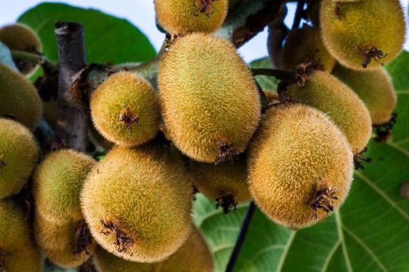 Chile’s kiwi crop down 10-15%