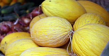 Good Moroccan melon crop expected