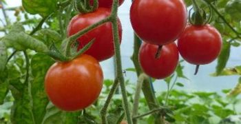 US imposes 17.5% tariff on Mexican tomatoes