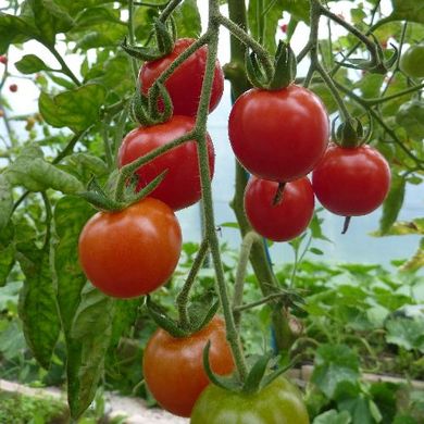 US imposes 17.5% tariff on Mexican tomatoes