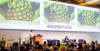 MACFRUT 2019: Pineapple under the spotlight on the second day
