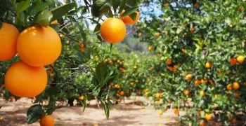 Strong growth in Spain’s citrus output