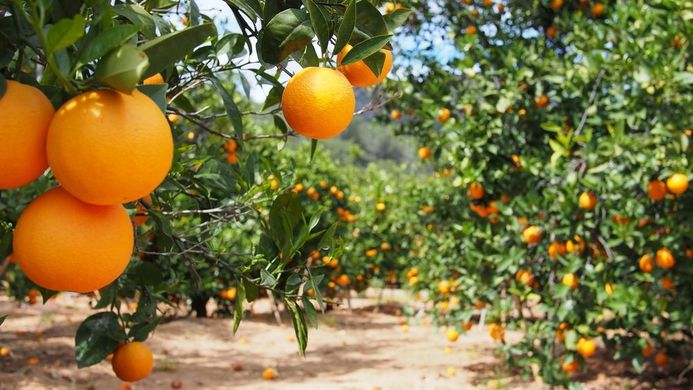 Strong growth in Spain’s citrus output