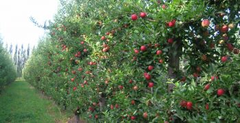 Drop in Argentina’s apple and pear crops