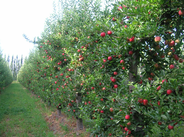 Drop in Argentina’s apple and pear crops