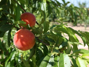 Abysmal state of market for Valencia’s stone fruit