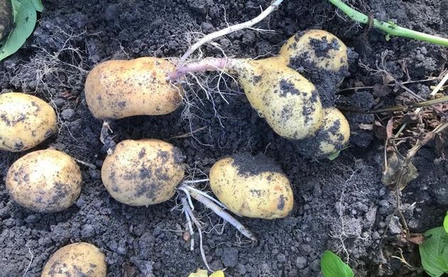 Large French potato crop