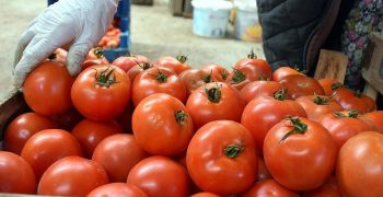 Turkey aims to increase tomato exports