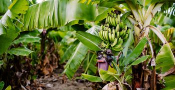 Outbreak of Fusarium Wilt disease at Colombian banana plantations
