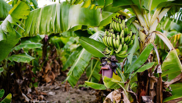 Outbreak of Fusarium Wilt disease at Colombian banana plantations