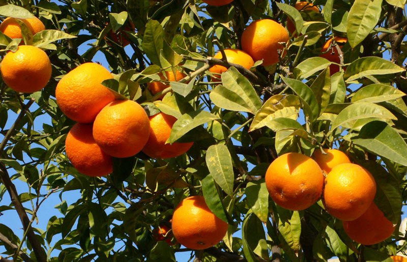 Large EU citrus crop in 2018/19 campaign