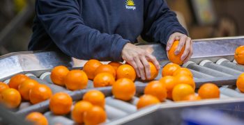 Significantly larger Spanish citrus crop expected
