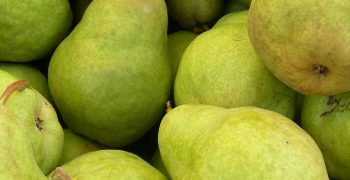 Italian pear crop decimated