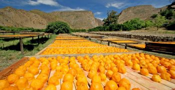South African citrus turns to reefer rail services 