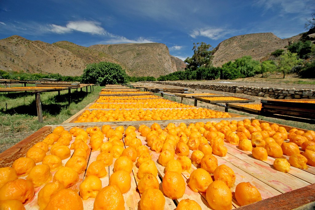 Valencian association laments absurd prices of South African citrus. All rights reserved.