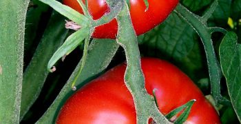 EU tomato imports rise as exports shrink