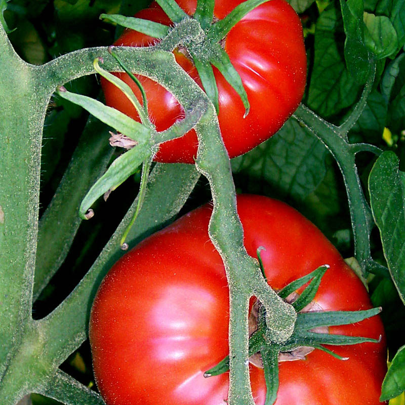 EU tomato imports rise as exports shrink 