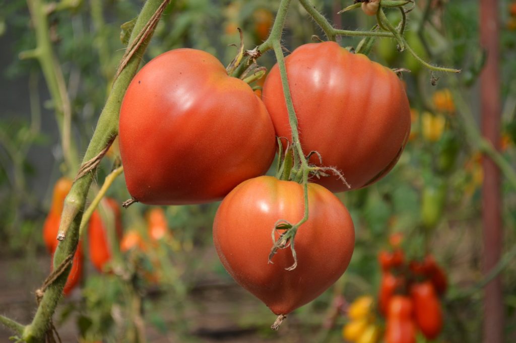 Decline in EU tomato consumption