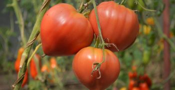 Decline in EU tomato consumption