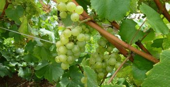 Record Australian grape exports to China 