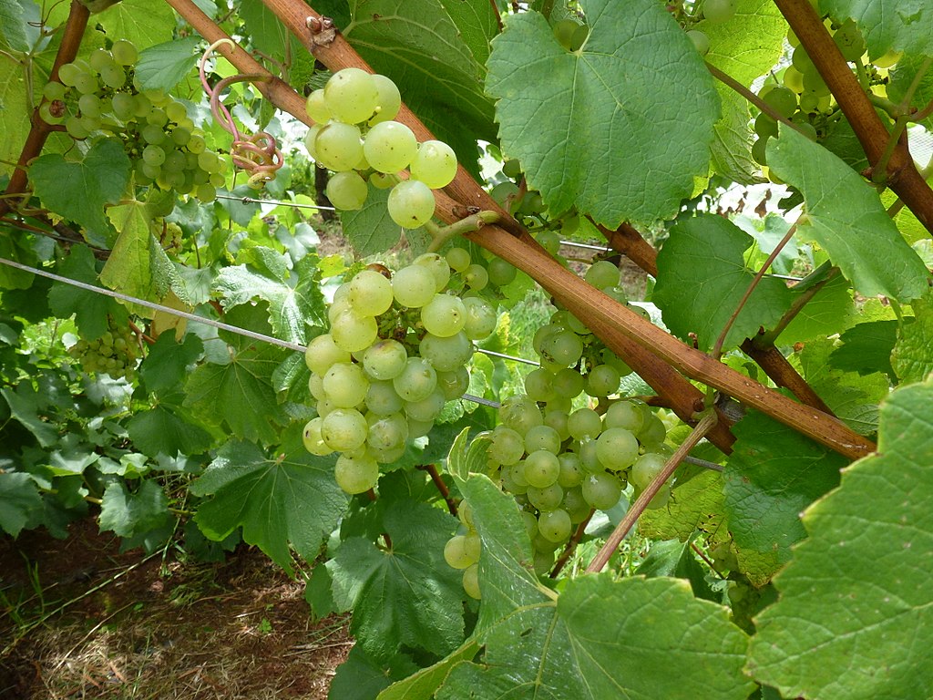 Record Australian grape exports to China 