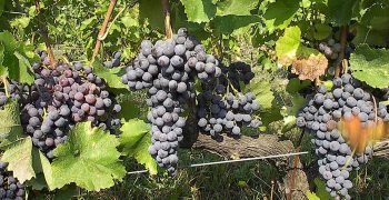 Bright prospects for Greek grape campaign