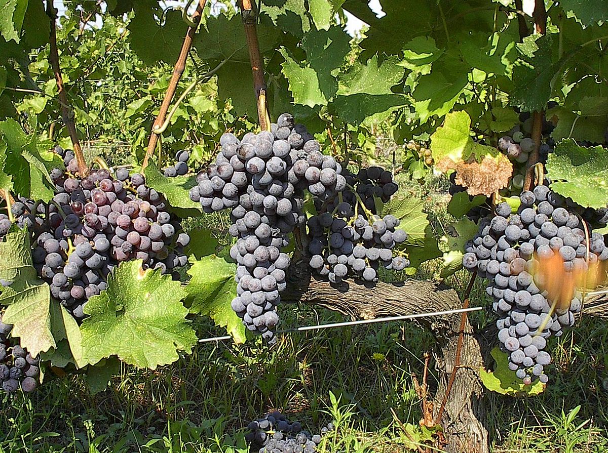 Bright prospects for Greek grape campaign