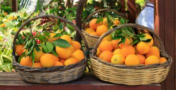 Bumper orange crop in store