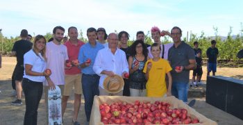 Bumper apple harvest for Girona