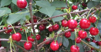 Australia’s cherry exports continue to rise
