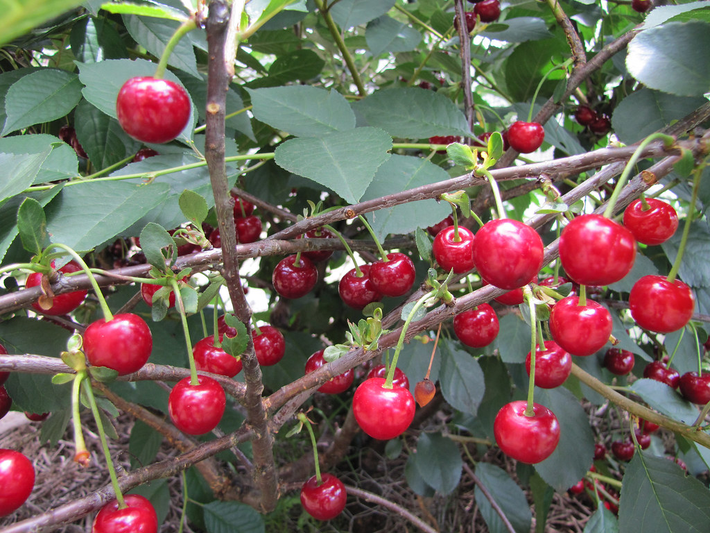 Australia’s cherry exports continue to rise