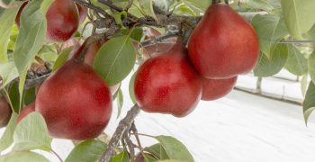 Surge in exports of Australian peaches and nectarines to China