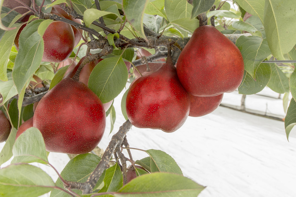 Surge in exports of Australian peaches and nectarines to China