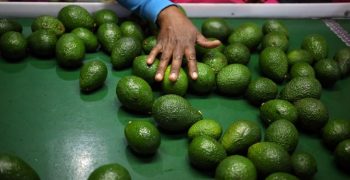 25% drop in South Africa’s avocado production