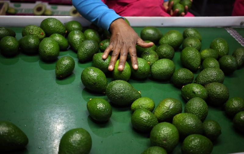 25% drop in South Africa’s avocado production