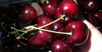 Chilean cherry exports to China continue to rocket