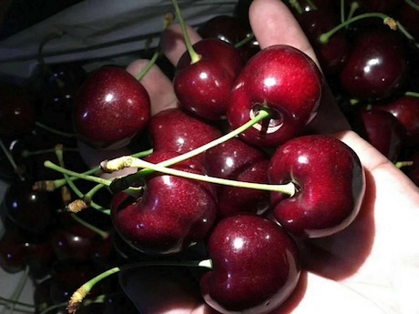 Chilean cherry exports to China continue to rocket