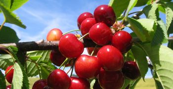 Turkey expects an 8.5% rise in its cherry production in 2020/21