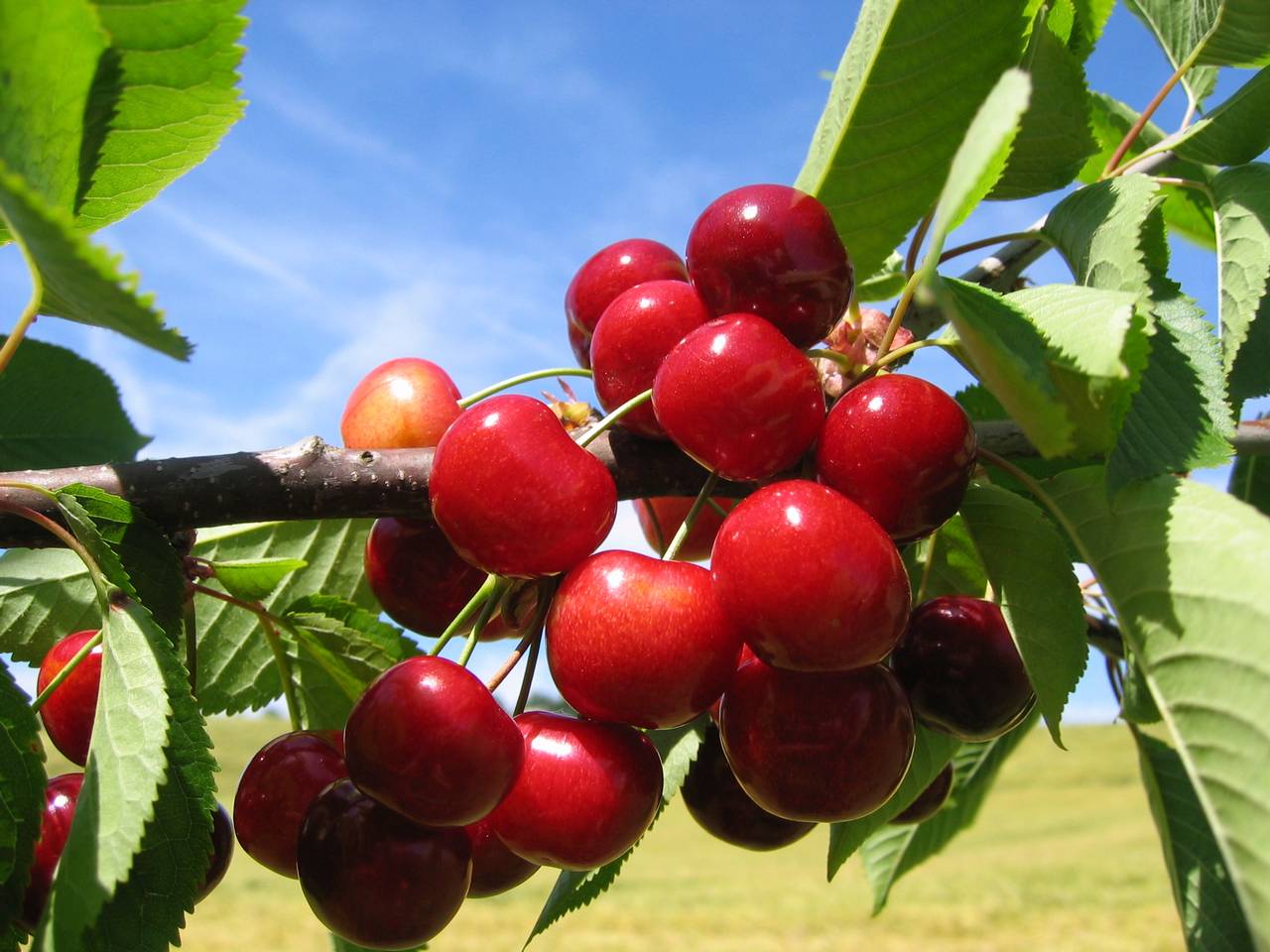 Turkey expects an 8.5% rise in its cherry production in 2020/21 