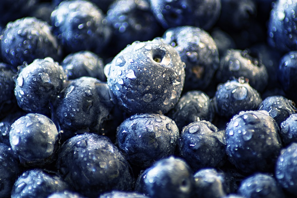 Increased blueberry production causes price crash