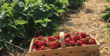 Challenging raspberry campaign for Huelva