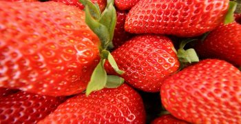 Fortuna strawberry still dominates in Huelva