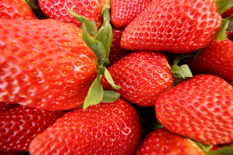 Fortuna strawberry still dominates in Huelva