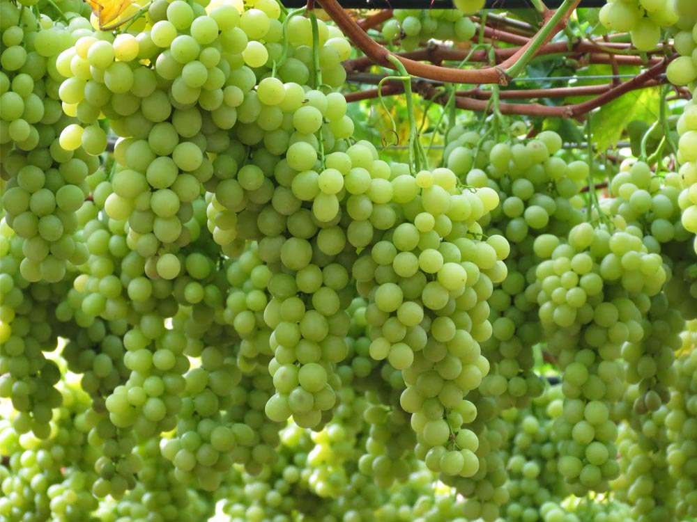 Italian grape sector fights to stop decline